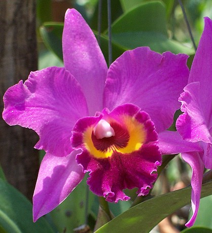 Ferme d'orchidées près de Bangkok