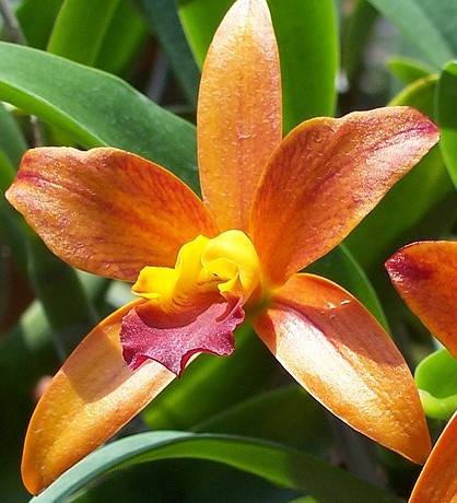 Ferme d'orchidées près de Bangkok