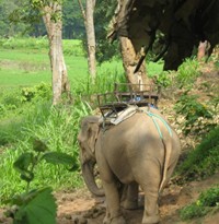 Randonnée en éléphant dans la jungle