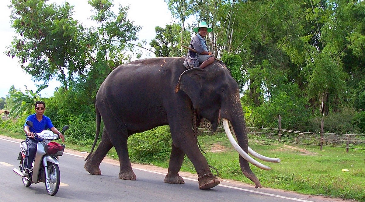 Eléphant dans la région d'Issan en Thaïlande