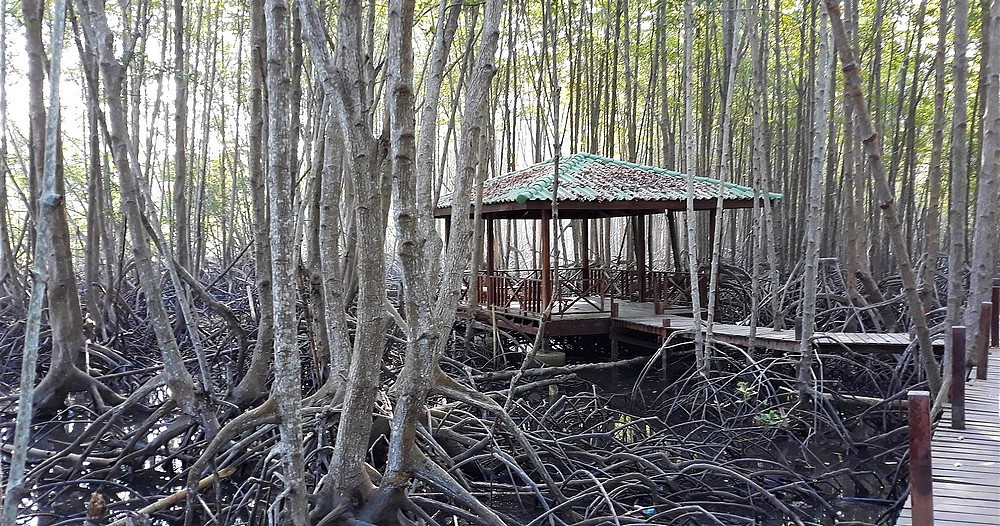 mangrove près du resort pour villégiature en Thailande