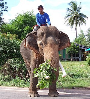 Eléphant en Thaïlande en Issan