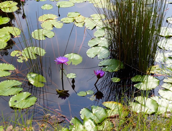 Jardin du Golfe de Thailande