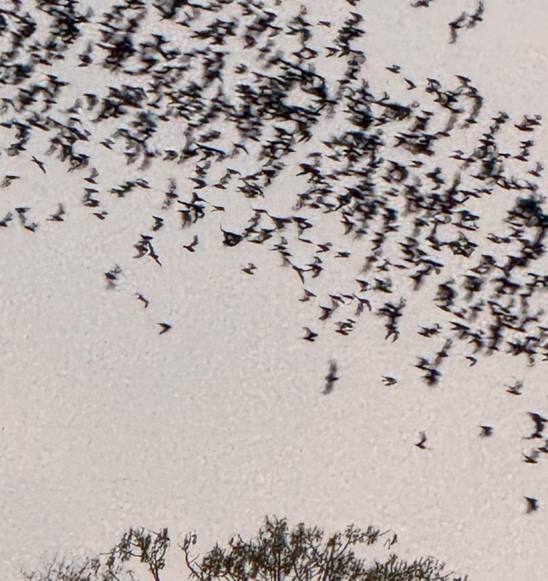 Vol de chauve-souris dans le parc naturel national de Khao Yai en Thailande