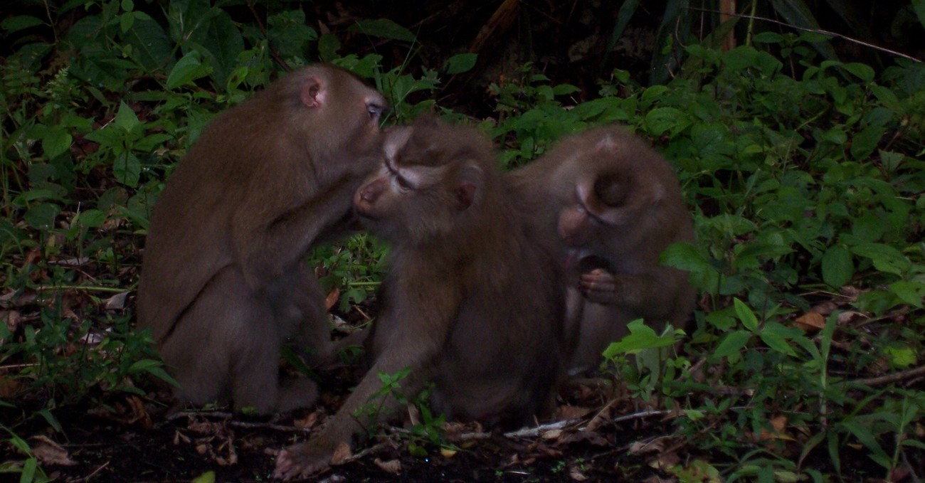 Singes en liberté dans la nature à Khao Yai en Thailande