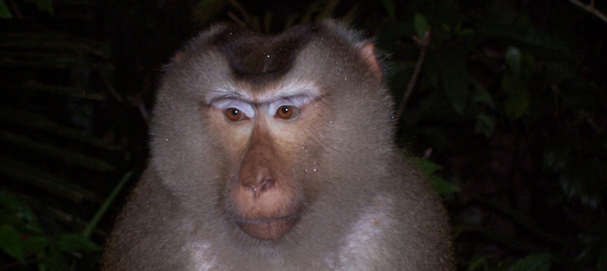 Singes en liberté dans la nature à Khao Yai en Thailande