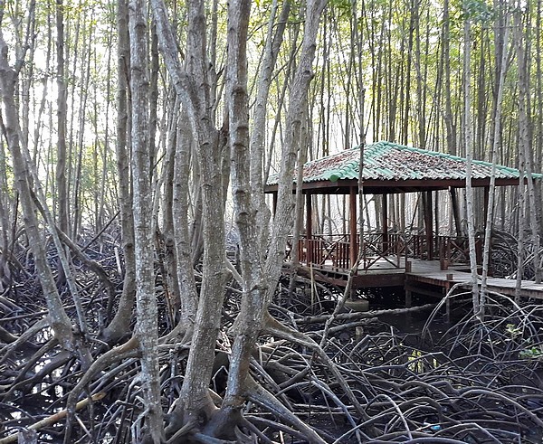 Mangrove de Thailande